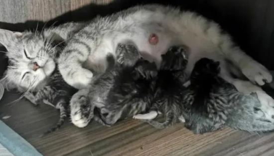 猫咪踩奶的行为是什么意思