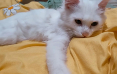 <b>猫产后吃什么有营养</b>