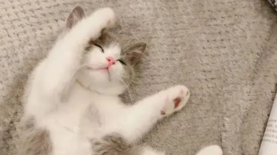 猫肠胃炎吃什么药最好