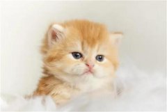 <b>小猫要怎么养？</b>