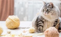 猫咪掉毛严重要怎么解决？