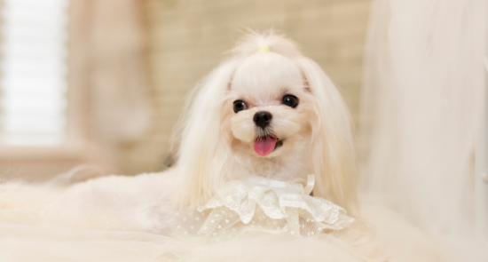 不爱叫的小型犬
