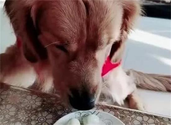 狗生苦短，它要和你告别时，会有这几种表现！