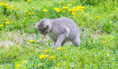<b>猫拉绿色稀便是猫瘟吗</b>