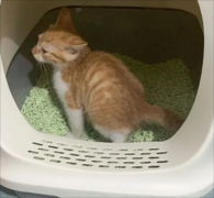<b>猫拉尿有血怎么回事</b>
