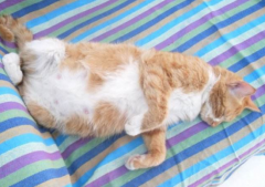 <b>猫快生产的前几天有什么症状</b>