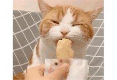猫可以吃面包吗