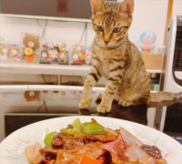 <b>猫可以吃猪肝吗</b>