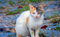 <b>猫7岁相当于人多少岁</b>