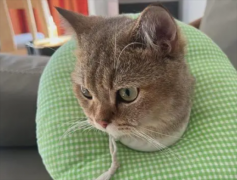 <b>猫恐惧时为什么会尿失禁</b>