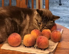 猫可以吃桃子吗