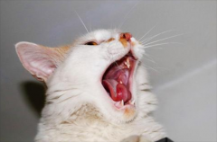 <b>猫口腔溃疡吃什么药</b>