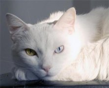 <b>猫绝育5天了还吐黄水</b>