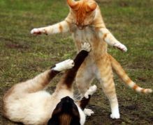 <b>猫和猫打架会出猫命吗</b>