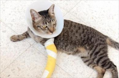 <b>猫骨折和扭伤的外在表现是什么</b>