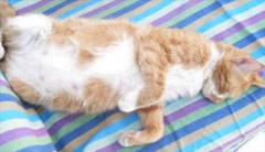 <b>猫宫缩频率多少是要生了</b>