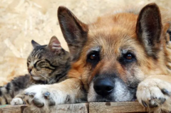<b>猫狗的视力怎么样</b>