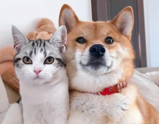 <b>猫狗能吃出酸甜苦辣吗</b>
