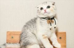 克隆宠物猫多少钱一只