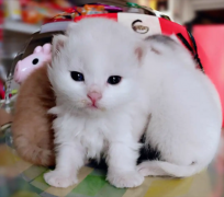 <b>可以带猫咪上高铁吗</b>