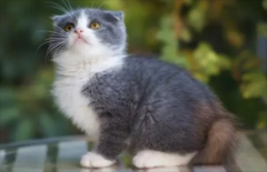 <b>近亲繁殖猫咪的危害</b>