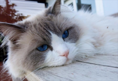 <b>绝育的猫咪还会发情吗</b>