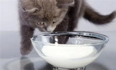 <b>猫喝牛奶行吗</b>
