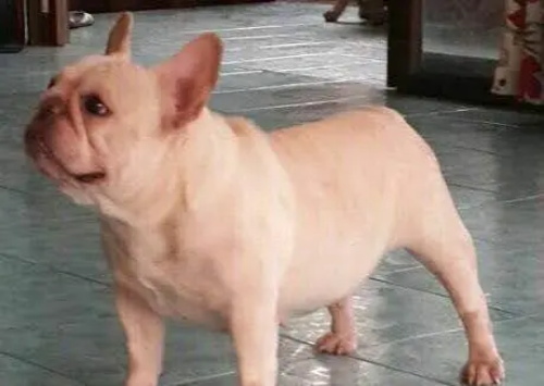 狗狗分娩前有什么预兆