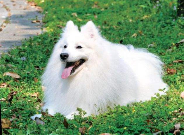 狐狸犬