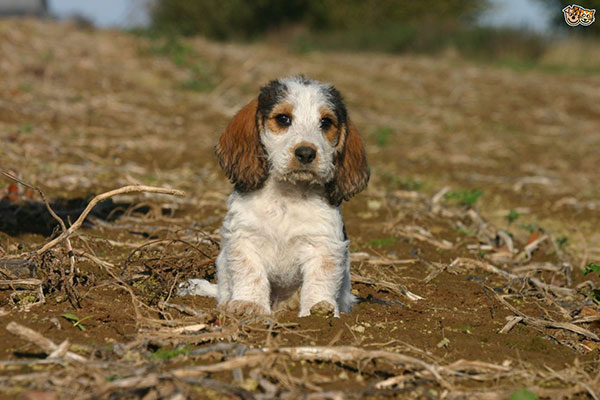 迷你贝吉格里芬凡丁犬