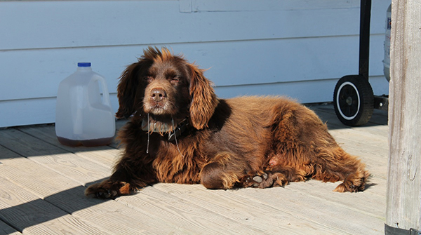 Boykin Spaniel