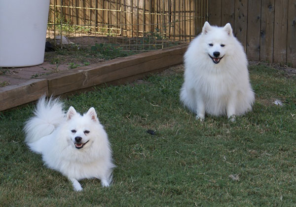 日本尖嘴犬