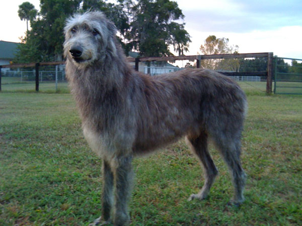 苏格兰猎鹿犬