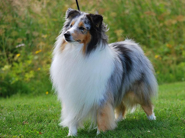 设得兰群岛牧羊犬