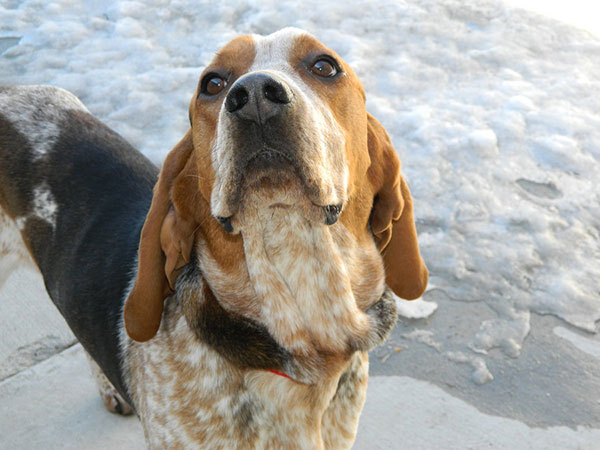 布鲁克浣熊猎犬图片