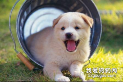 母狗产后怎么补钙？幼犬需要补钙吗？