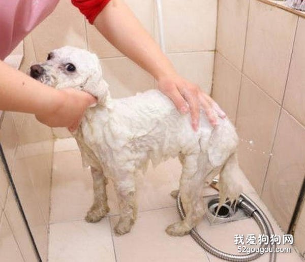 给狗狗洗澡