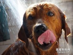 给狗狗洗澡的6个步骤