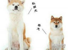 <b>柴犬和秋田犬的区别有哪些</b>