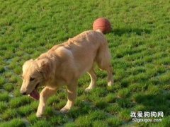 中大型犬中性格最好的五种是什么？