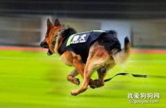 警犬一般是什么品种