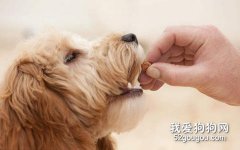 为什么贵宾犬会有褪色期？贵宾犬褪色怎么办？