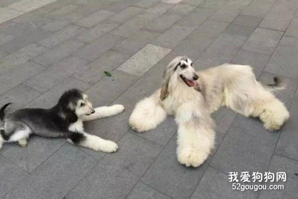 阿富汗猎犬