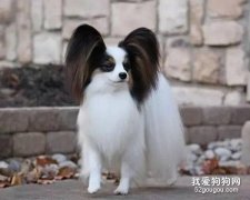 蝴蝶犬有哪些特点