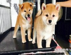 挑选柴犬的4个注意事项