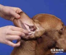 给狗狗清理耳朵的方法，给狗掏耳朵需要很深吗?