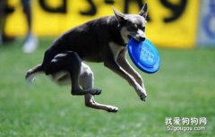 快速训练狗狗接飞盘的5个方法！
