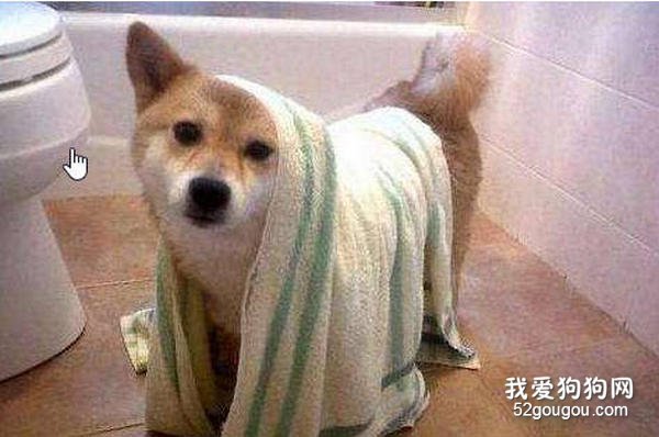 狗狗洗澡后吹干