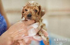 频繁给狗狗洗澡的危害有哪些？