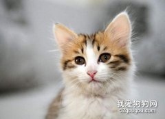 猫咪掉毛严重用什么沐浴露好？